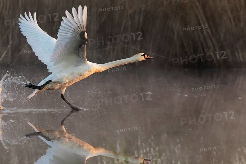 Mute swan (Cygnus olor) taking off from calm water with wings spread and reflection in soft morning light, Poland
