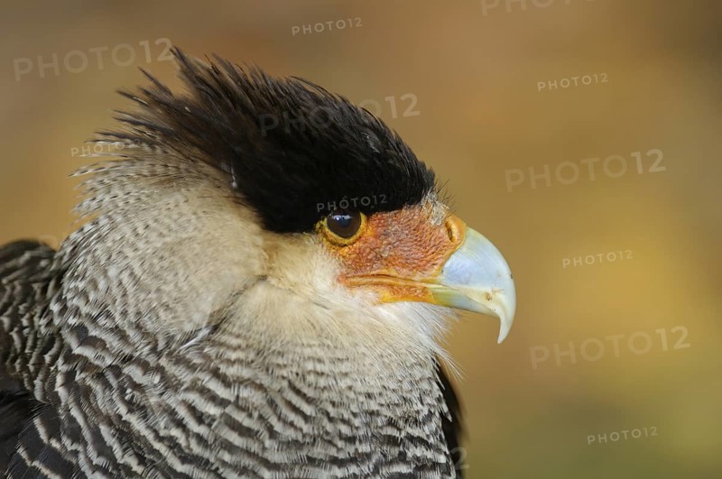 Schopfkarakara (Caracara plancus), Southern Caracara, Portrait, Heimat: Sued- und Mittelamerika und in den suedlichen USA, captive, Oktober, Zoo/Gehege, NRW, Deutschland