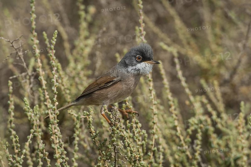 Spectacled Warbler (Sylvia conspicillata) male, Fuerteventura, Spain