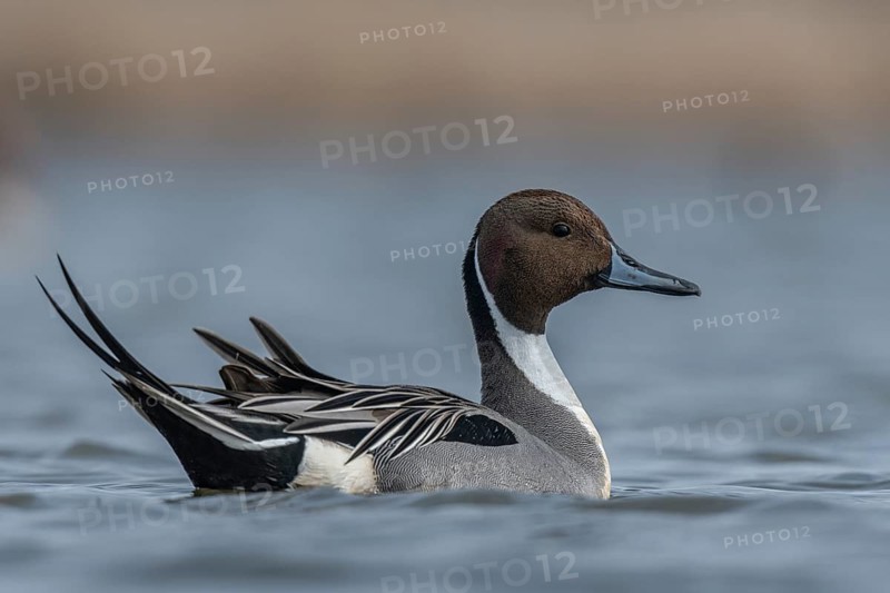 Northern Pintail (Anas acuta) male, Schleswig-Holstein, Germany