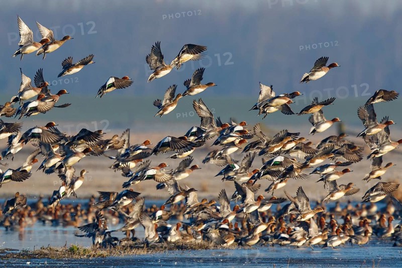 Eurasian Wigeon (Mareca penelope) huge flock flying, Netherlands