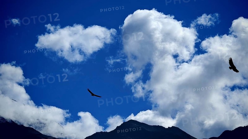 Bright blue sky with white clouds, mountain scenery and flying griffon vultures (Gyps fulvus), Kauskasus, Georgia