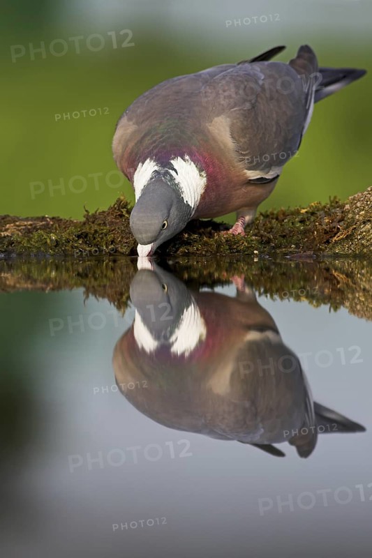 Common Wood Pigeon (Columba palumbus), Rhineland-Palatinate, Germany