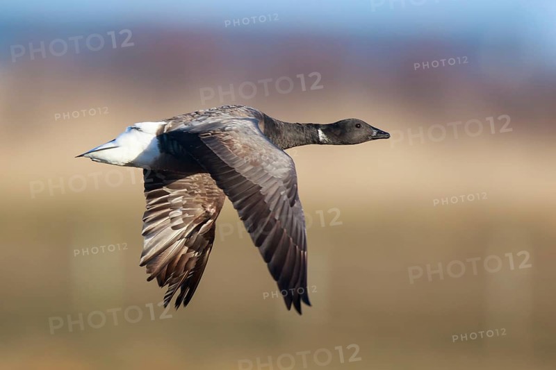 Brant Goose (Branta bernicla) flying, Netherlands