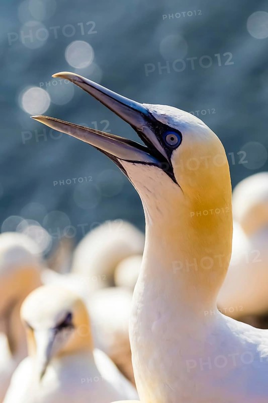 Gannet, (Morus bassanus), Helgoland Island, Schleswig-Holstein, portrait
