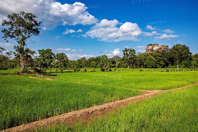 Green rice paddies under blue sky with white clouds, rice paddies on Lion Rock near Sigiriya in Sri Lanka