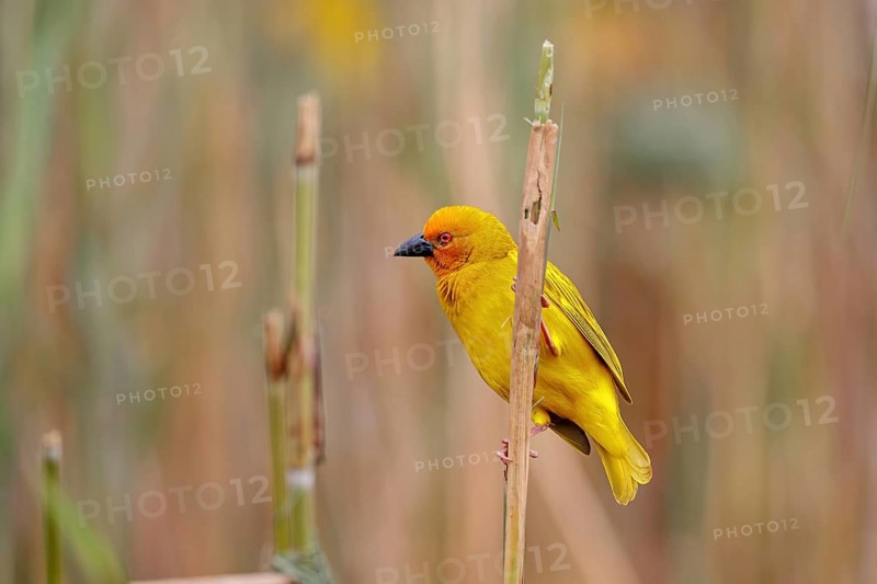 Eastern golden weaver (Ploceus subaureus), iSimangaliso Wetland Park, St. Lucia, KwaZulu-Natal, South Africa