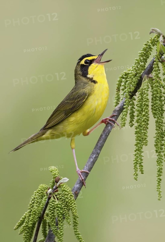 Kentucky Warbler (Geothlypis formosa) singing, Texas, USA