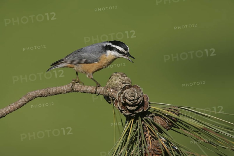 Red-breasted Nuthatch (Sitta canadensis) singing, Ohio, USA