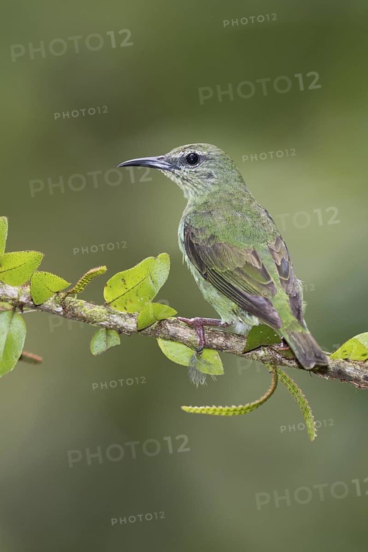 Red-legged Honeycreeper (Cyanerpes cyaneus) female, Costa Rica