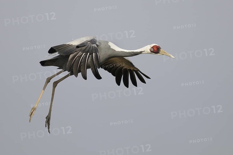 White-naped Crane (Antigone vipio) flying, Arasaki, Japan