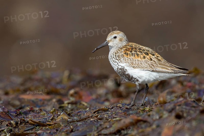 Dunlin (Calidris alpina), Iceland