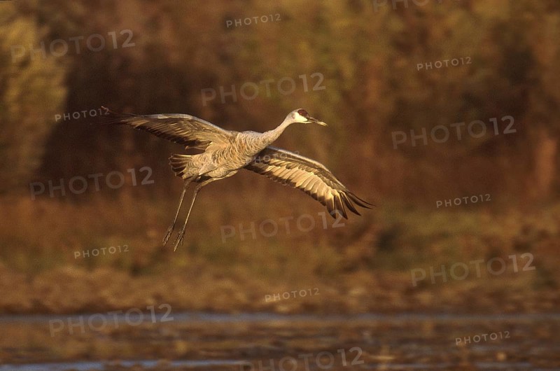 Sandhill Crane (Antigone canadensis), New Mexico, USA
