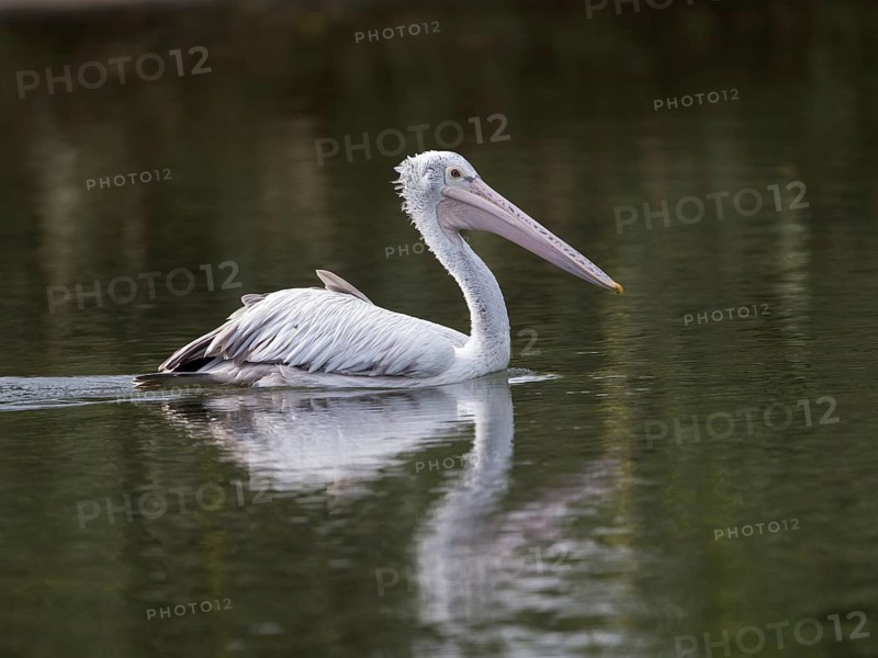Spot-billed Pelican (Pelecanus philippensis), Sri Lanka