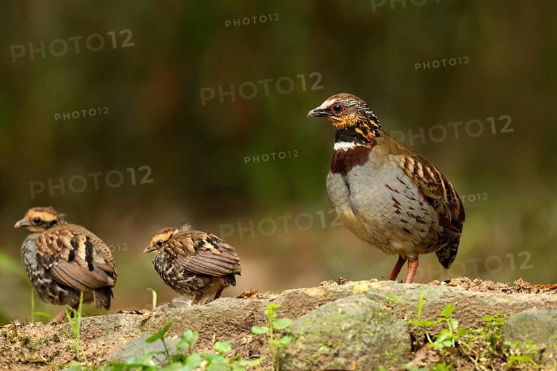 White-necklaced Partridge (Arborophila gingica) perched on the ground with chicks, Fujian, China