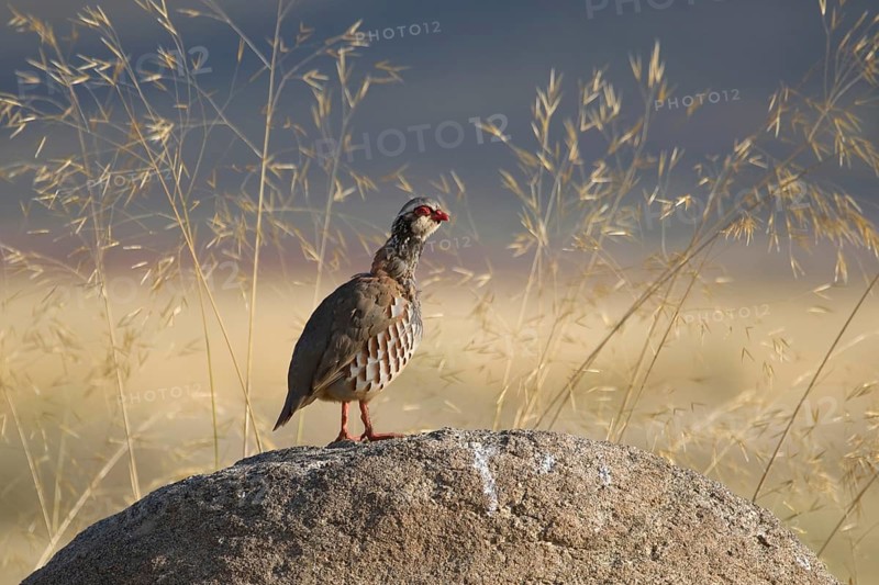 Red-legged Partridge (Alectoris rufa), Castile-La Mancha, Spain