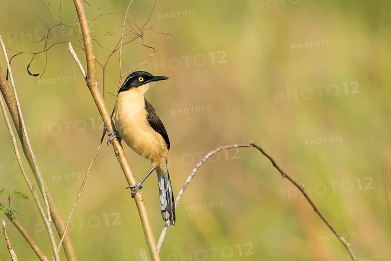Black-capped Donacobius (Donacobius atricapilla) perched on a branch, Bolivia