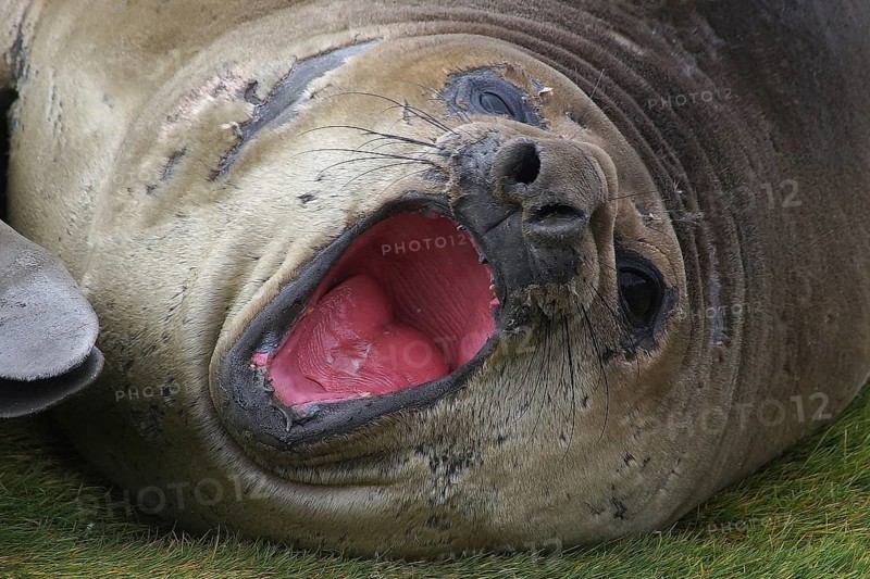 Dormant sea lion, Fortuna Bay, animals, mammals, South Georgia, Antarctica