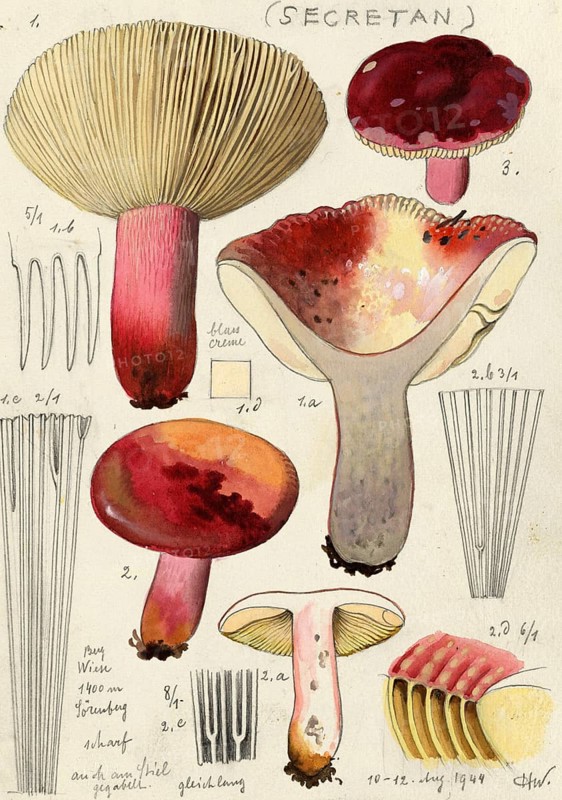 Mushroom, fungi, Russula olivacea, red-stemmed leather russula or alternate-coloured leather russula, authentic reproduction of an illustration by Hans Walty (1868-1948) from about 1915, historical