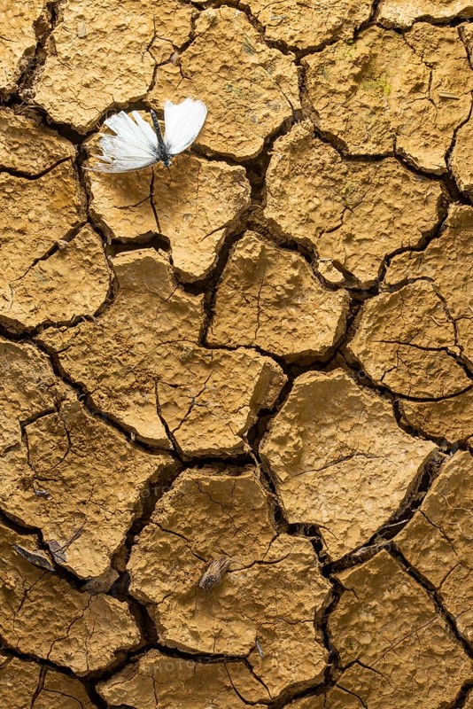 A delicate cabbage butterfly rests on cracked, dry earth. This striking image symbolizes the impact of drought and environmental changes on wildlife and ecosystems
