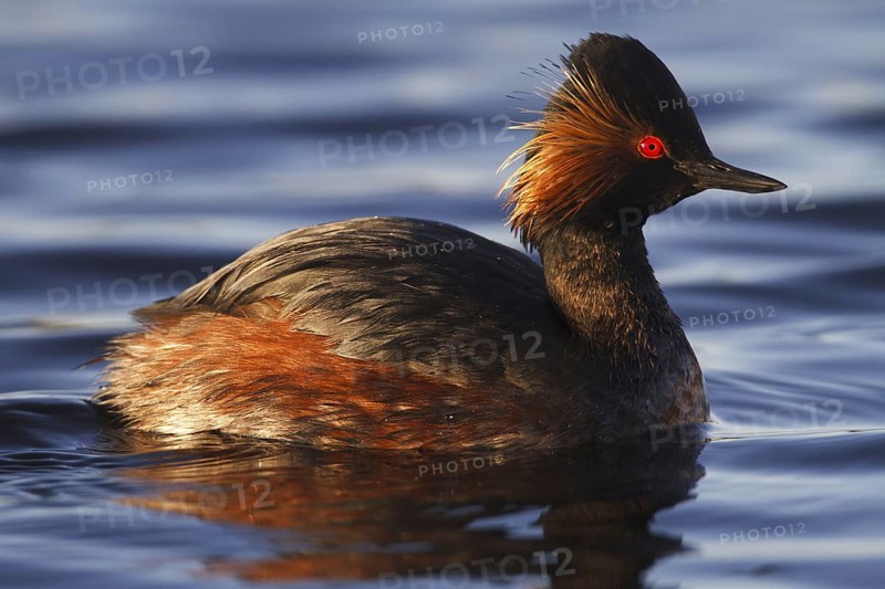Black-necked Grebe (Podiceps nigricollis), Madrid, Spain