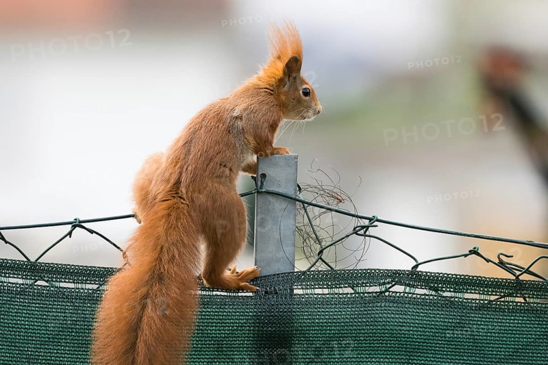 An alert squirrel (Sciurus vulgaris) sits on a fence with an urban background, Hesse, Germany