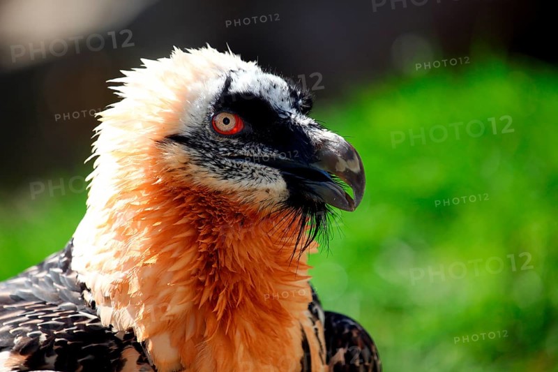Bearded vulture (Gypaetus barbatus) portrait, Alpenzoo Innsbruck, Tyrol, Austria, Tyrol, Austria