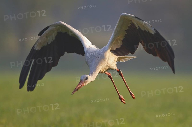 White Stork (Ciconia ciconia) male flying, North Rhine-Westphalia, Germany