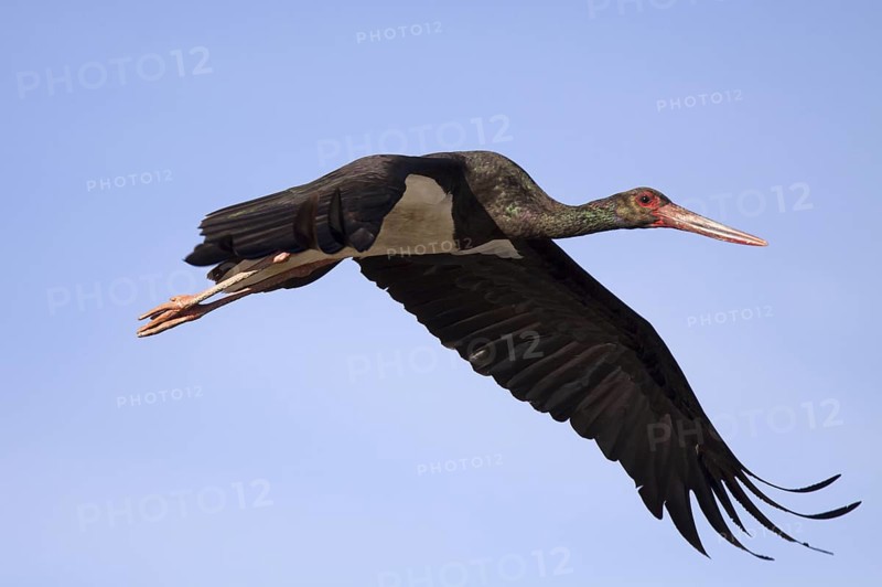 Black Stork (Ciconia nigra) flying, Castile-La Mancha, Spain
