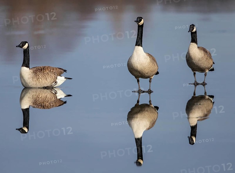 Canada Goose (Branta canadensis) on ice, Baden-Wuerttemberg, Germany