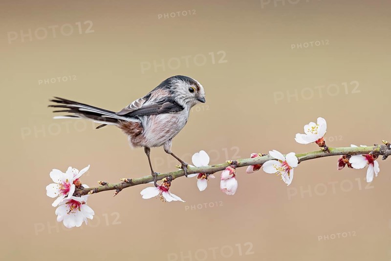 Long-tailed Tit (Aegithalos caudatus europaeus) perched in flowering almond tree, Aosta Valley, Italy