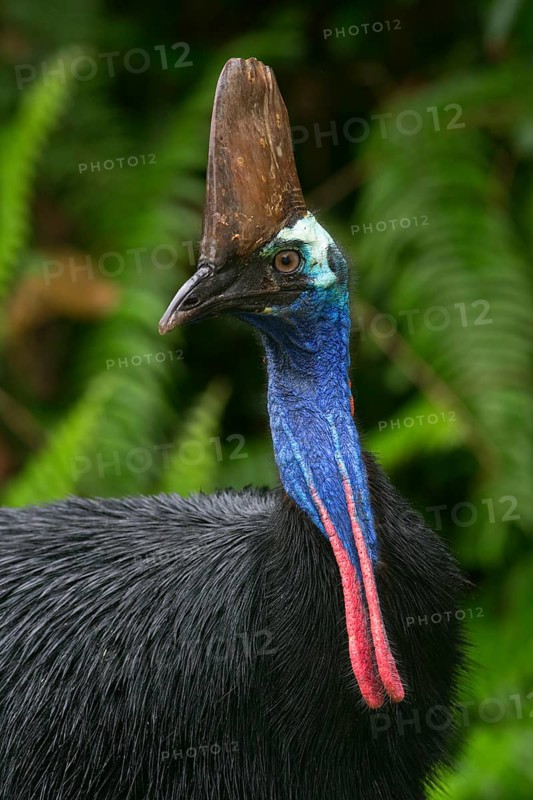 Southern Cassowary (Casuarius casuarius), Queensland, Australia