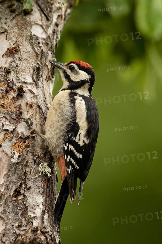 Great Spotted Woodpecker (Dendrocopos major) male, Smaland, Sweden