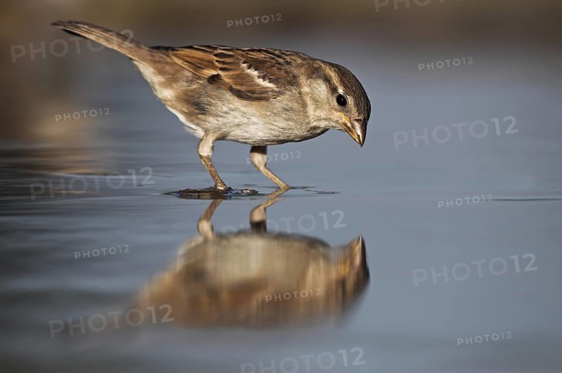 House Sparrow (Passer domesticus) female, Germany