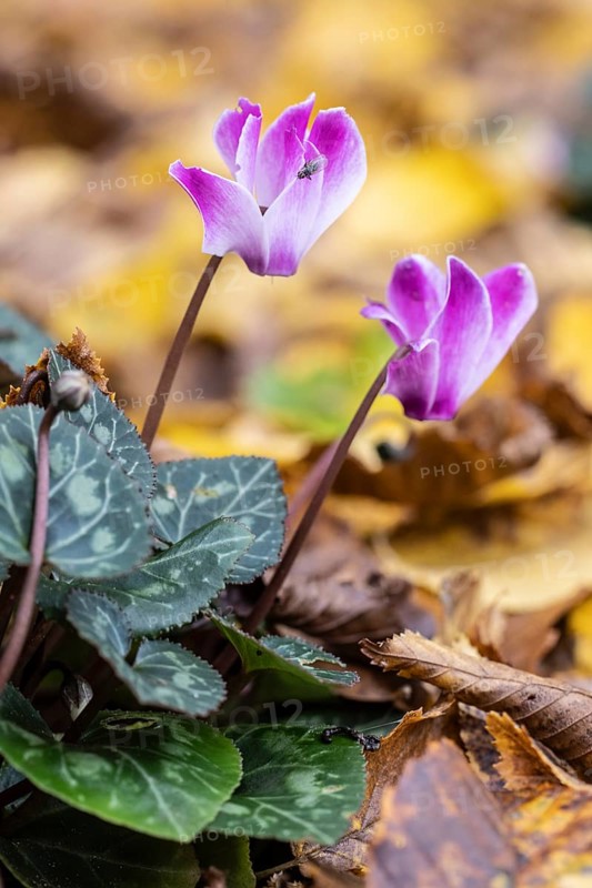 Cyclamen (Cyclamen neopolitanum) in fallen leaves, Emsland, Lower Saxony, Germany