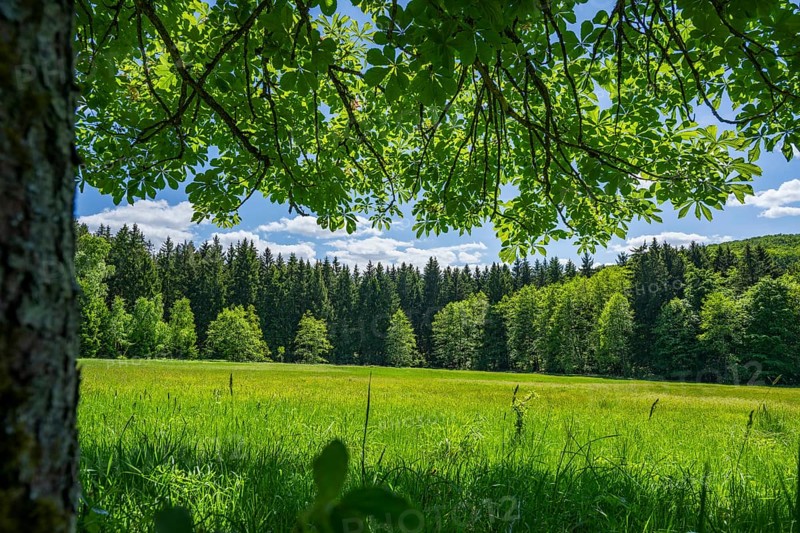 Old horse chestnut (Aesculus hippocastanum) trees standing next to the forest beside a meadow in the valley in the hunts by Turn and Taxis in early summer near Regensburg, Upper Palatinate, Bavaria, Germany