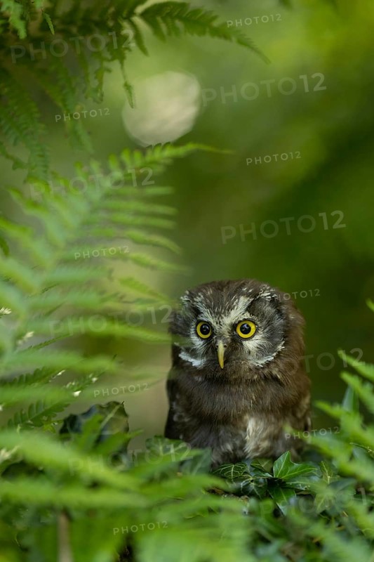Boreal Owl (Aegolius funereus) juvenile, captive, Germany