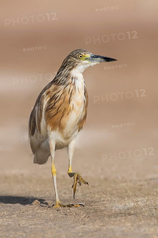Squacco Heron (Ardeola ralloides), Eilat, Israel