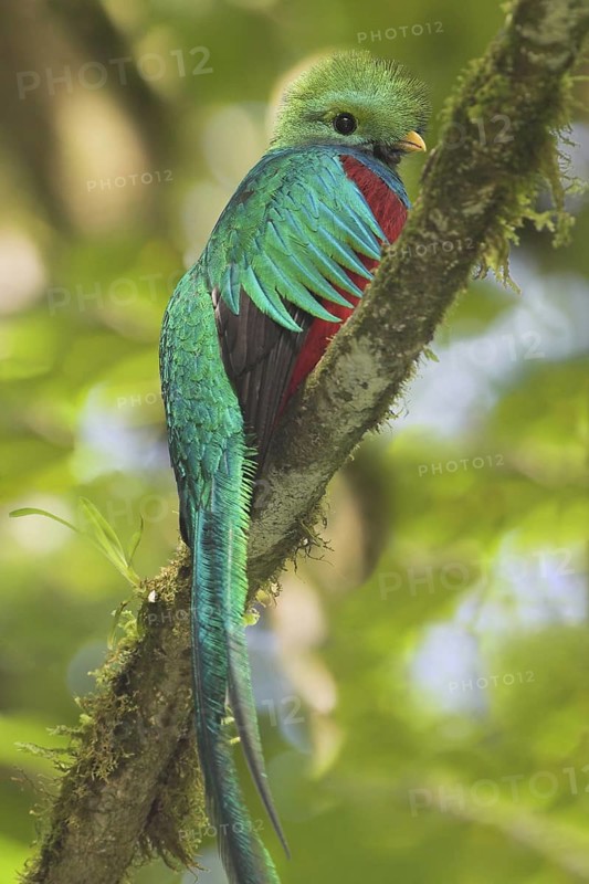 Resplendent Quetzal (Pharomachrus mocinno), Costa Rica