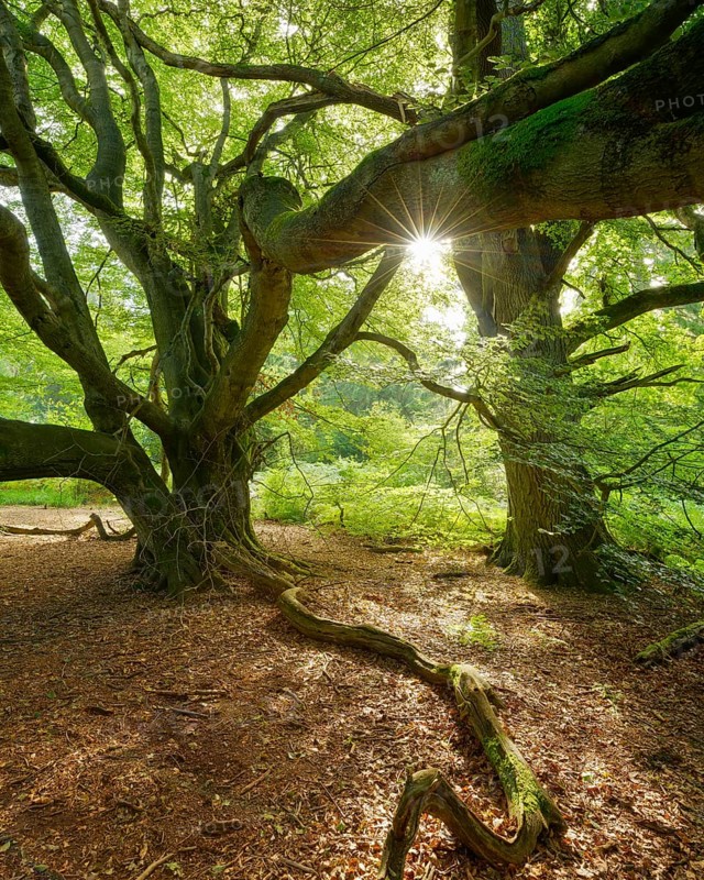 The snake beech in a former hut forest, the sun shines through the green leaves, Reinhardswald, Sababurg jungle, Hesse, Germany