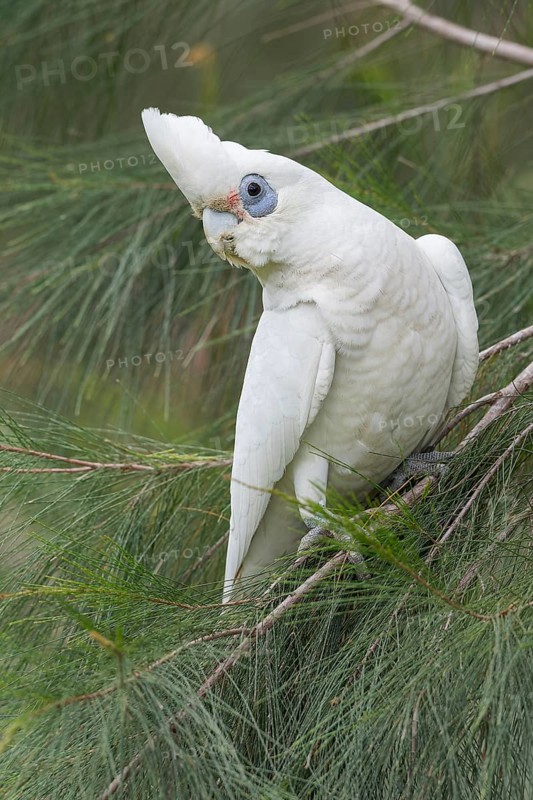 Little Corella (Cacatua sanguinea) perched on a branch in eastern Australia