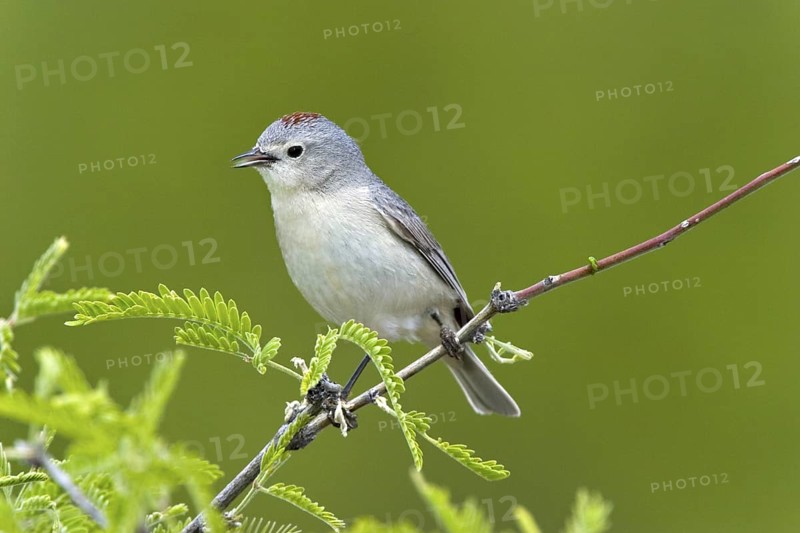 Lucy's Warbler Vermivora luciae Catalina State Park, Tucson, ARIZONA, United States 11 April Adult Parulidae