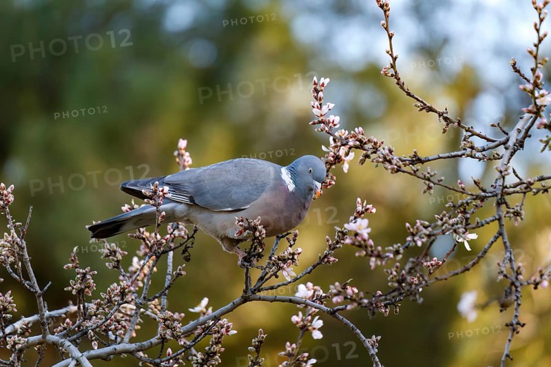 A pigeon gracefully perched on a almond blossoming branch, surrounded by soft pink flowers and lush greenery in the Quinta de los Molinos park. The scene captures the essence of spring and natural