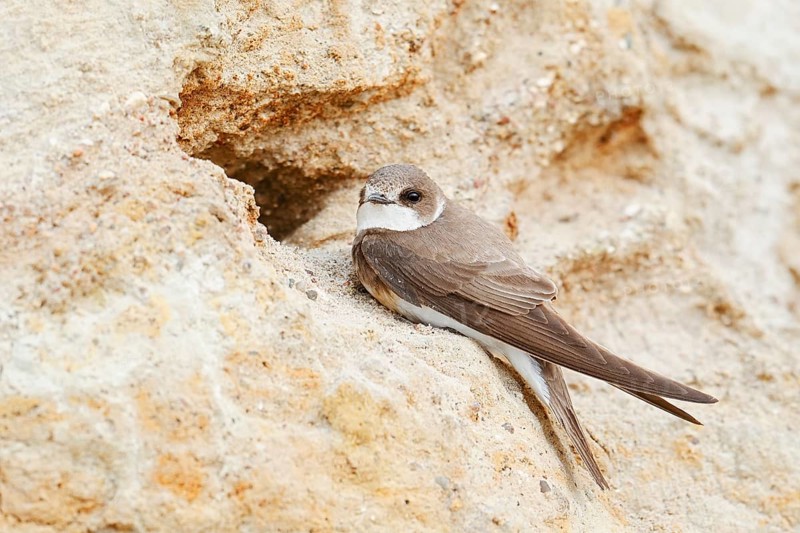 Sand martin (Riparia riparia) at the breeding tube, Schleswig-Holstein, Germany