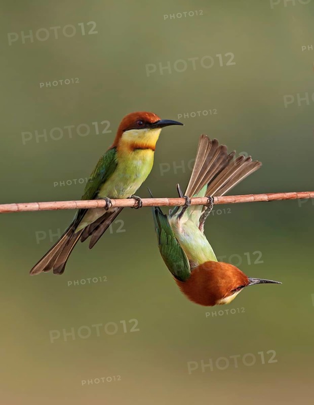 Chestnut-headed Bee-eater (Merops leschenaulti) pair, Malaysia