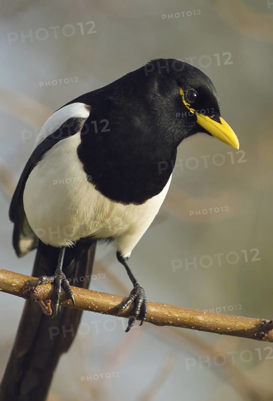 A tight crop of a Yellow-billed Magpie inSacramento County California