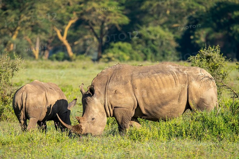 A pair of rhinos, an adult and a calf are feeding on grass in a serene setting, surrounded by vibrant greenery and trees under a clear sky, showcasing nature's beauty and wildlife at Lake Nakuru