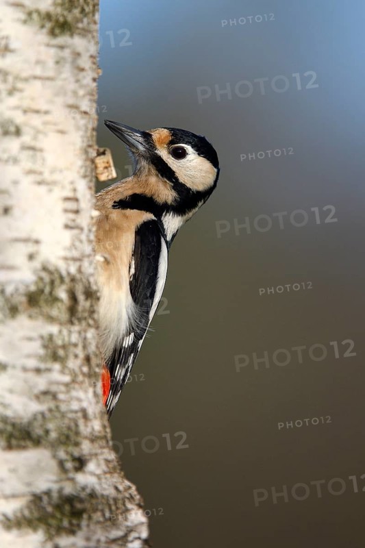 Great spotted woodpecker (Dendrocopos major), adult, female, foraging, NSG Dingdener Heide, North Rhine-Westphalia, Germany