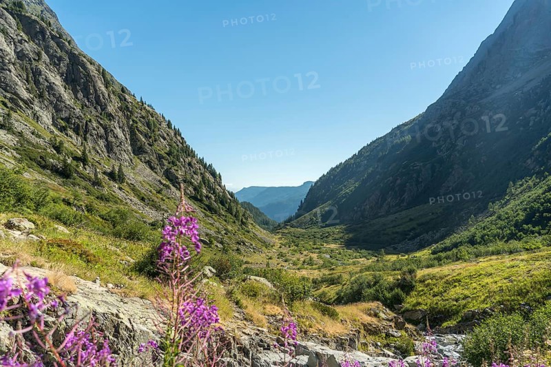 A sweeping view of a serene valley in the French Alps, near Mont Buet, featuring lush greenery, towering mountains, and vibrant purple flowers under a clear blue sky