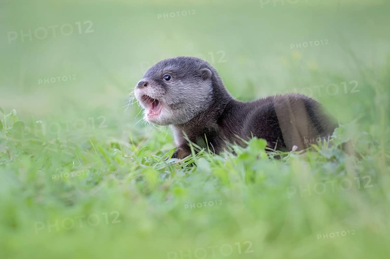 Eurasian Otter (Lutra lutra) cute little young in meadow, Castile-La Mancha, Spain